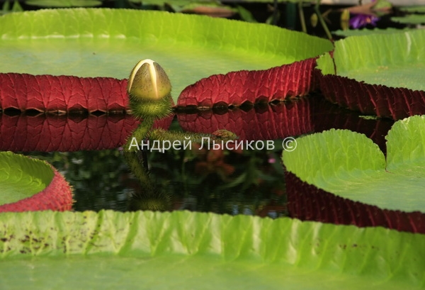 Kew Gardens-2010 607.jpg