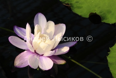 Kew Gardens-2010 569 . Nymphaea immutabilis Blue Form.jpg