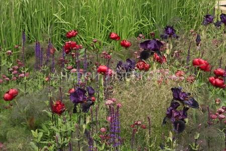 -2009 Show. The Laurent Perrier Garden (13).jpg