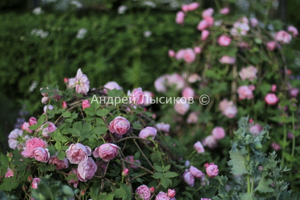 -2012. Show. The Laurent-Perrier Bicentenary Garden (28).JPG