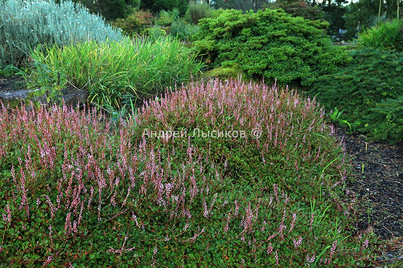   (185)   Polygonum vacciniifolium.jpg