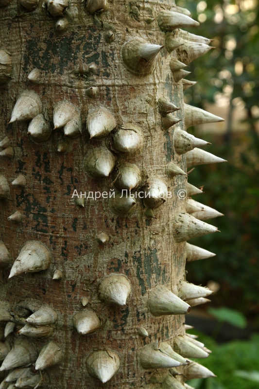   (Ceiba pentandra) .jpg