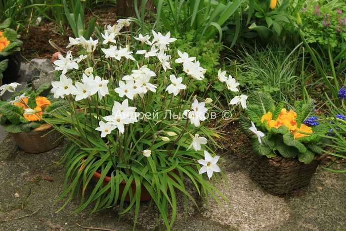 The Stonefarm (138) Ipheion uniflorum.JPG