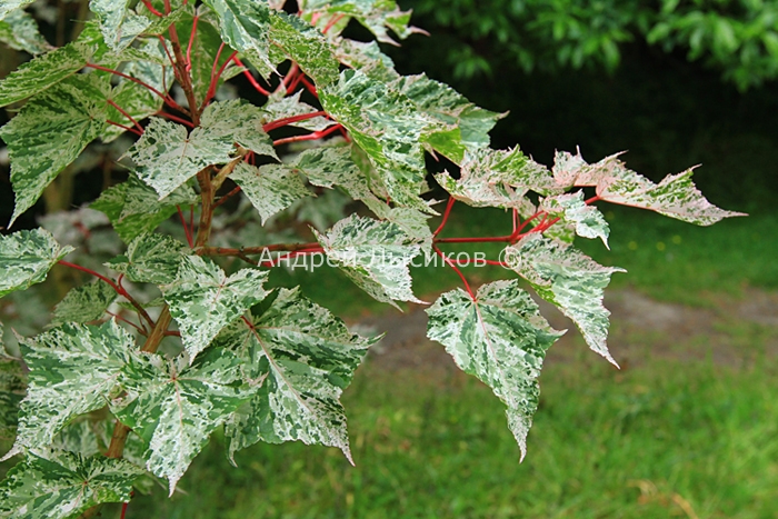 Furzey Garden - 2011 (107) Acer rubescens Rosie.jpg