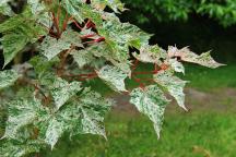 Acer rubescens Rosie